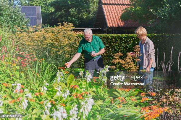 retired couple looking at their flowerbed - courtyard stockfoto's en -beelden