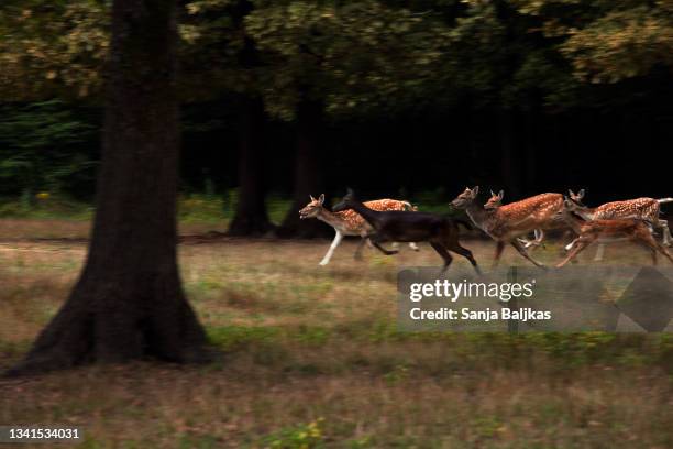 roe deer running - fallow deer fotografías e imágenes de stock