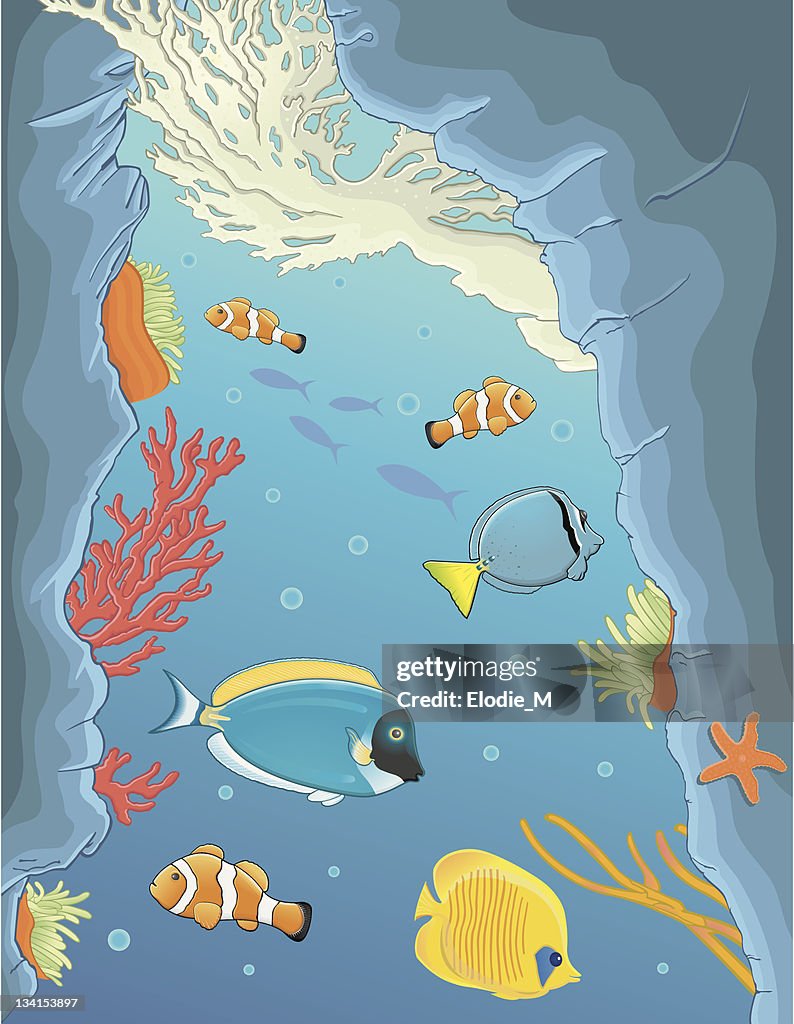 Deep in the sea / fond de la mer