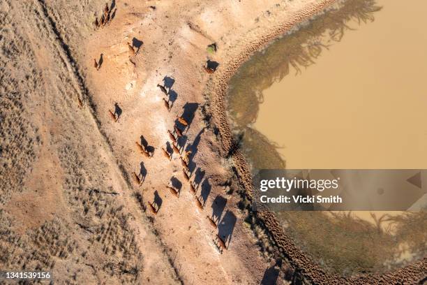 4k aerial video looking down on a herd of beef cattle moving around a muddy waterhole in the dry arid desert area in outback australia - k ranch stock pictures, royalty-free photos & images