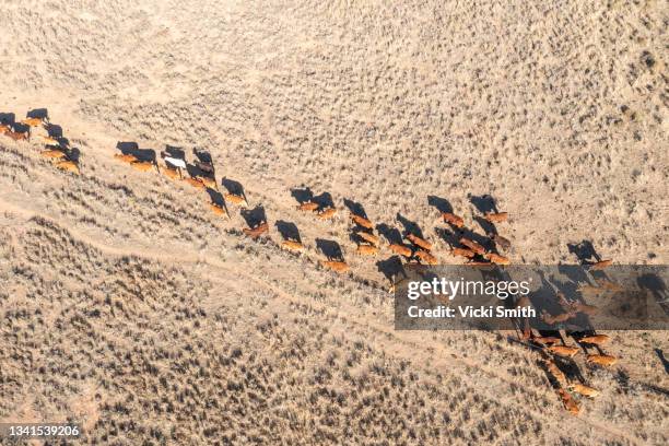 4k aerial video looking down on a herd of beef cattle moving across the dry arid desert area in outback australia - drone farm stock pictures, royalty-free photos & images