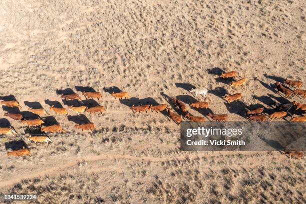 4k aerial video looking down on a herd of beef cattle moving across the dry arid desert area in outback australia - hereford cattle fotografías e imágenes de stock