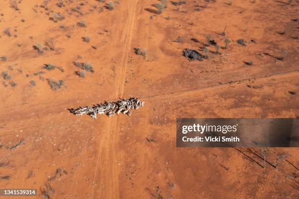 4k aerial video looking down on a herd of beef cattle moving across the dry arid desert area in outback australia - female bush photos stockfoto's en -beelden