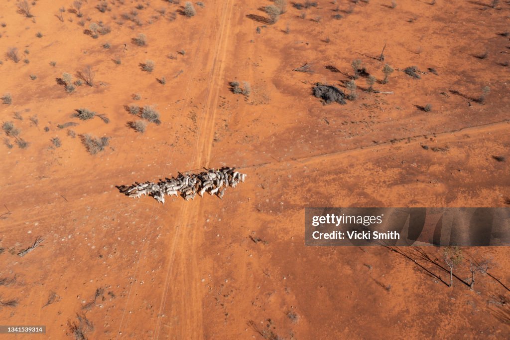 4k Aerial video looking down on a herd of beef cattle moving across the dry arid desert area in outback Australia