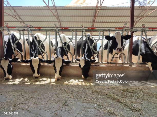cows in a barn - dairy cattle stock pictures, royalty-free photos & images
