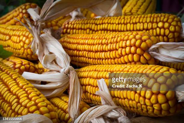 heap of corn cobs - corn kernel stock pictures, royalty-free photos & images