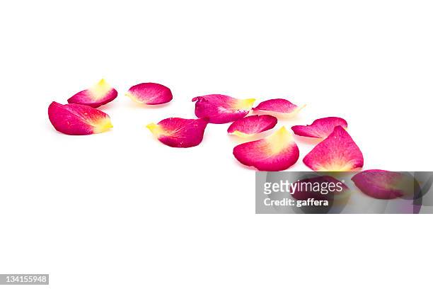 rose petals - rose petal stock pictures, royalty-free photos & images