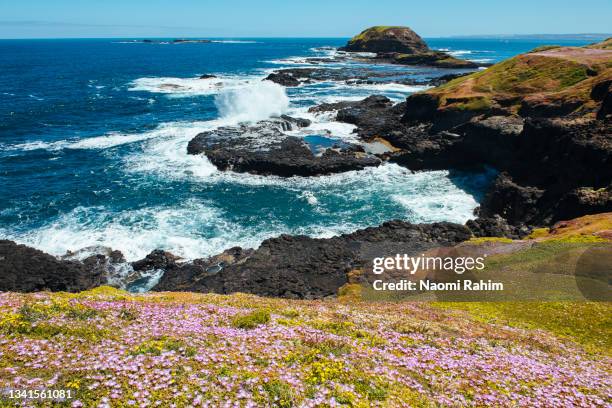 pink wildflowers blooming on a cliff top, overlooking the nobbies seascape, phillip island - gippsland stock pictures, royalty-free photos & images