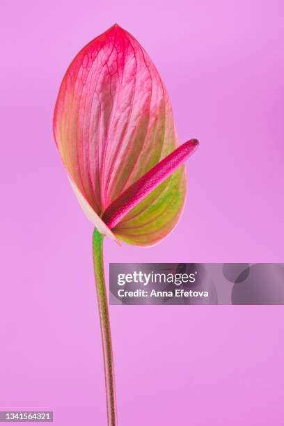 anthurium flower on bright pink background. front view and close-up - pistil stock pictures, royalty-free photos & images