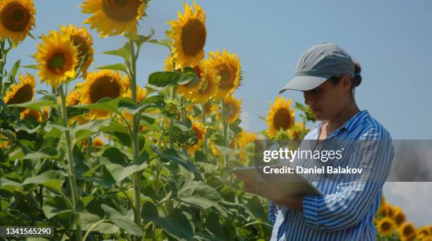 bäuerin, die sonnenblumenpflanzen in einem kultivierten feldsommer untersucht. landwirtschaftlicher beruf. - sonnenblumenkerne stock-fotos und bilder