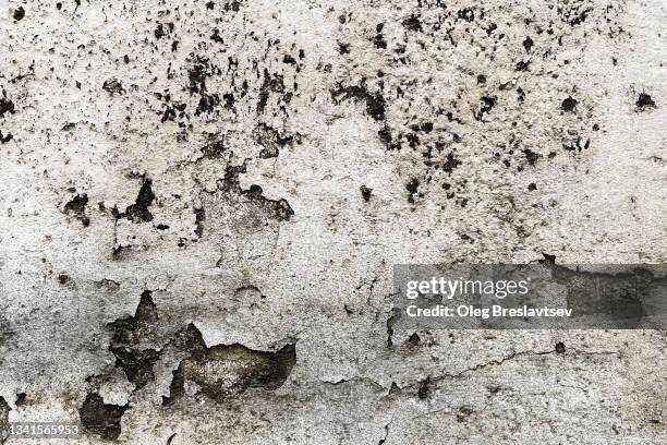 old grunge texture of scratched wall with mould, dirt and chipping away paint - alabaster background stock pictures, royalty-free photos & images