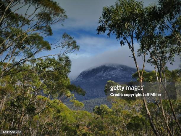 forest frames a snow covered kunanyi / mount wellington, hobart, tasmania, australia - hobart tasmania - fotografias e filmes do acervo
