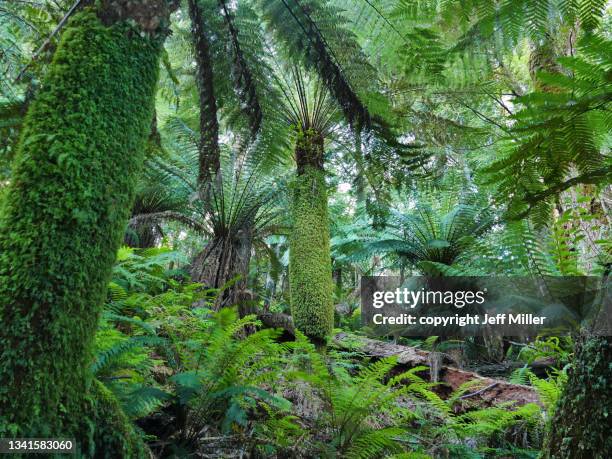 tree ferns (dicksonian antarctica) in a tasmanian rainforest. - australian rainforest stock pictures, royalty-free photos & images