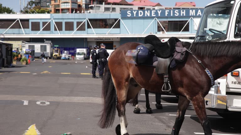 Fish In Riot 15 Nsw Police Mounted Unit Stock Videos, Footage, & 4K Video Clips ...