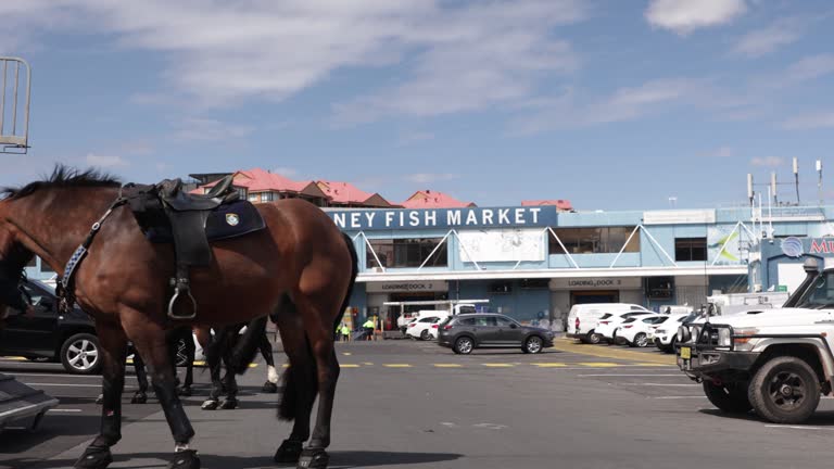 Fish In Riot 15 Nsw Police Mounted Unit Stock Videos, Footage, & 4K Video Clips ...