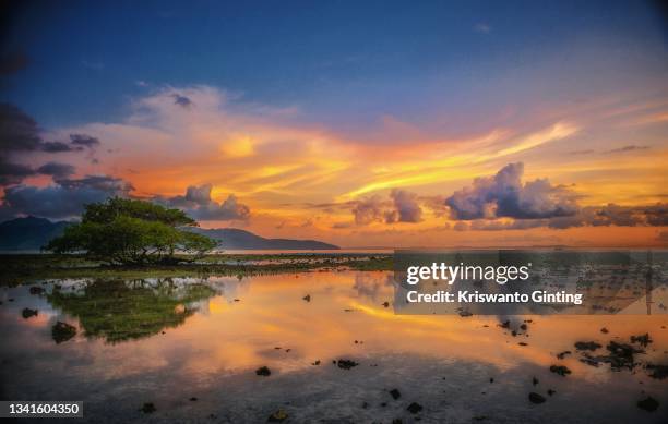 beautiful reflection of a tree on the beach at sunset in gili trawangan - gili trawangan stock pictures, royalty-free photos & images