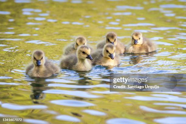 canada goose ducklings together on a lake - patinho imagens e fotografias de stock