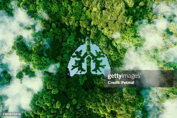 A metaphorical picture of the lungs of planet earth. An icon in the form of a lung-shaped pond in the middle of a wild, pristine and untouched forest. 3d rendering.