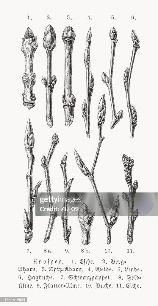 Buds of deciduous trees, wood engraving, published in 1889