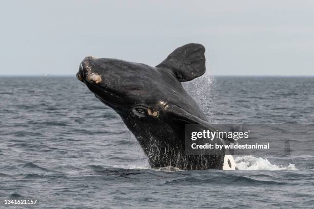 southern right whale breach, valdes peninsula, argentina. - southern right whale stock pictures, royalty-free photos & images