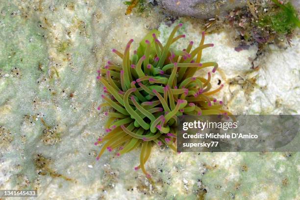 snakelocks anemones, anemonia viridis - anemonia viridis stock pictures, royalty-free photos & images