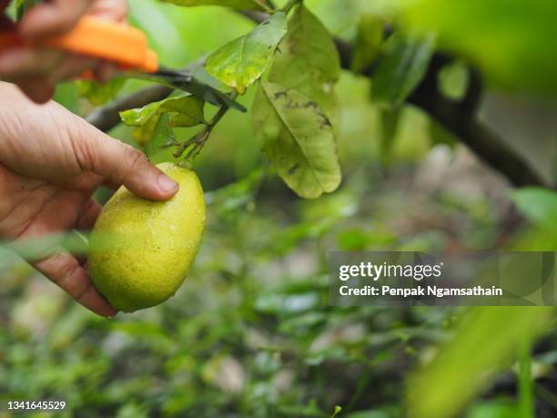 women use scissors cutting one yellow lemon on the tree blurred of nature background, plant sour taste fruit - lime tree stockfoto's en -beelden