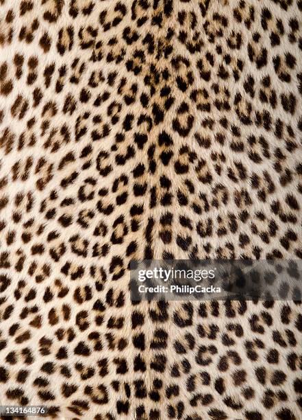 leopard haut/ausblenden - leopardenfell stock-fotos und bilder