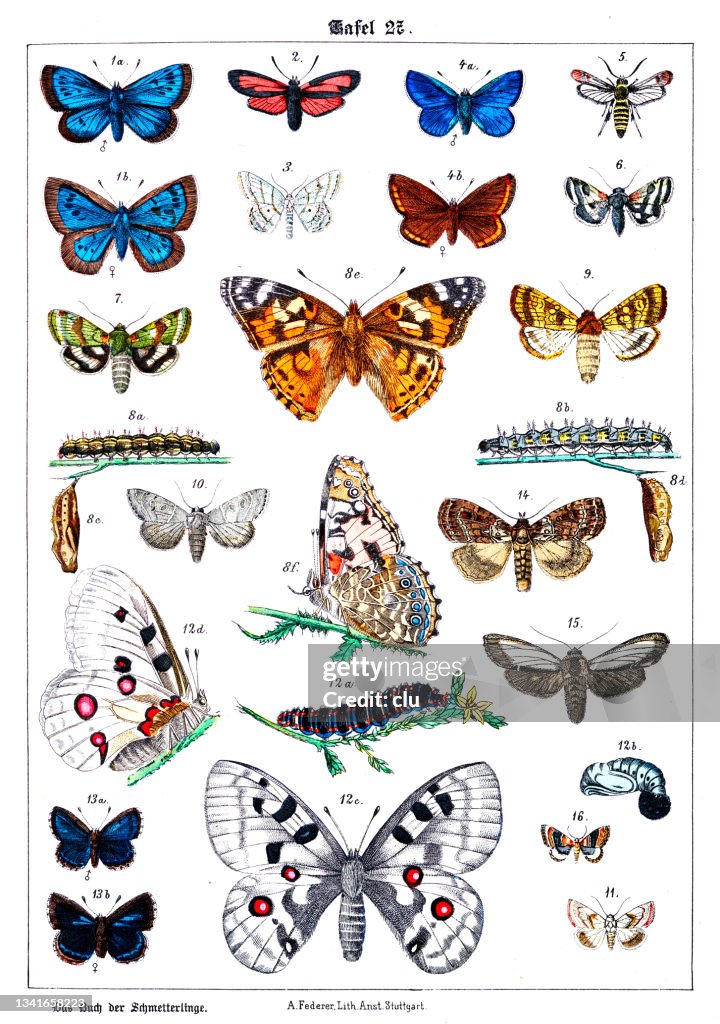 Butterflies on white background 27 , color illustrations