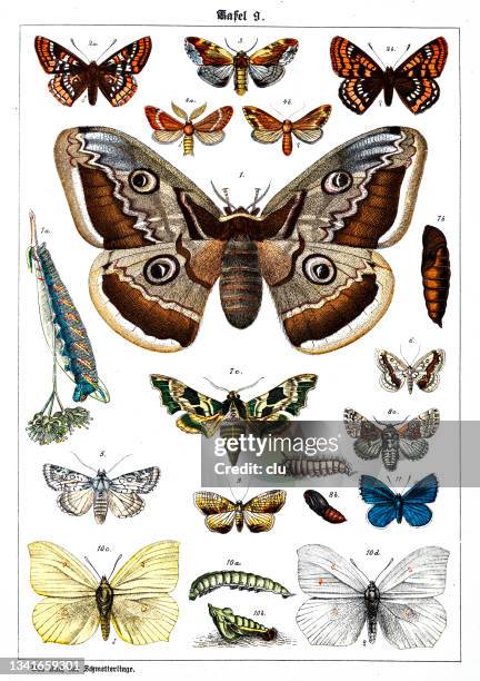 bildbanksillustrationer, clip art samt tecknat material och ikoner med butterflies on white background 9 , color illustrations - ash