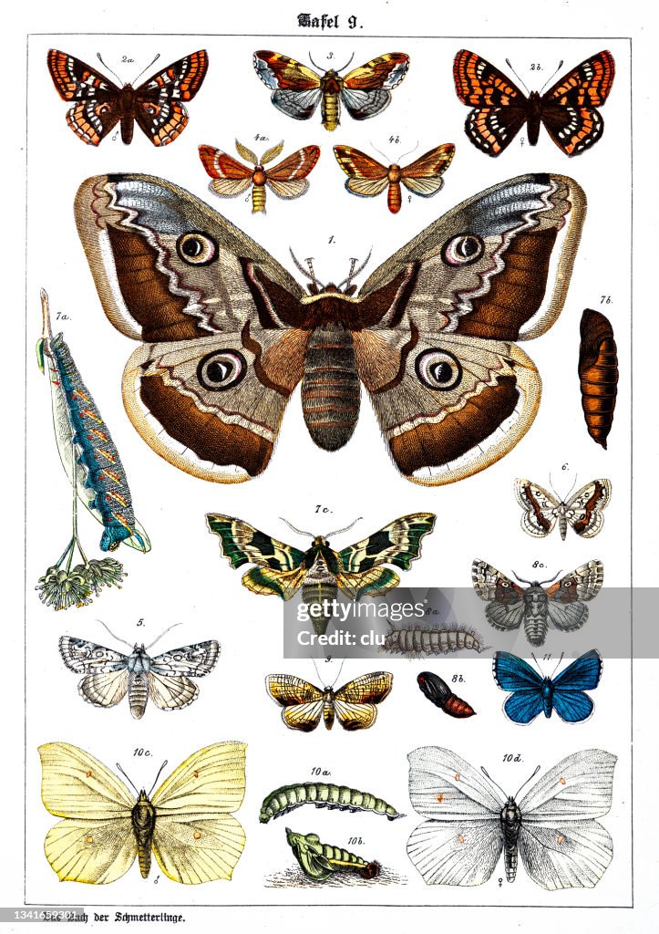 Butterflies on white background 9 , color illustrations