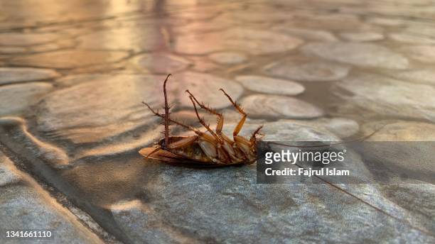 cockroach upside down on the floor - carcass is stock pictures, royalty-free photos & images