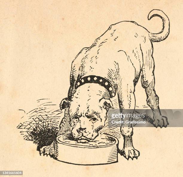 map of rio de janeiro brazil 1898 - dog eating stock illustrations