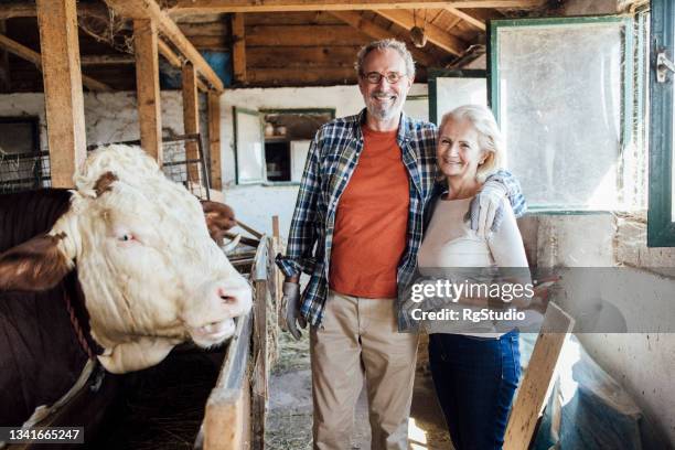 portrait of a senior couple of farmers at the barn with cattle - farm wife stock pictures, royalty-free photos & images