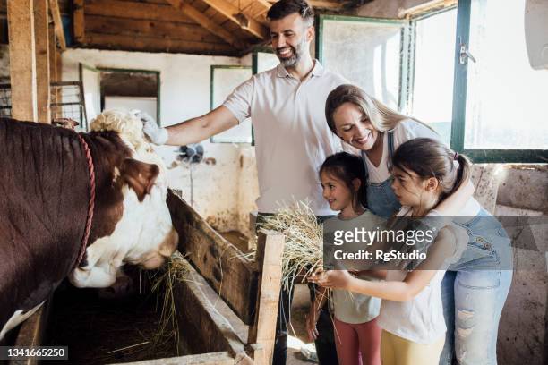 little sisters and their parents feeding a cow on their ranch - sisters feeding bildbanksfoton och bilder