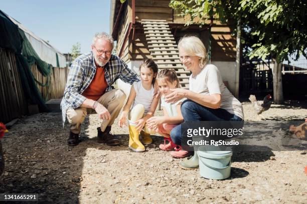 little sisters and their grandparents feeding chickens on their farm - sisters feeding stockfoto's en -beelden