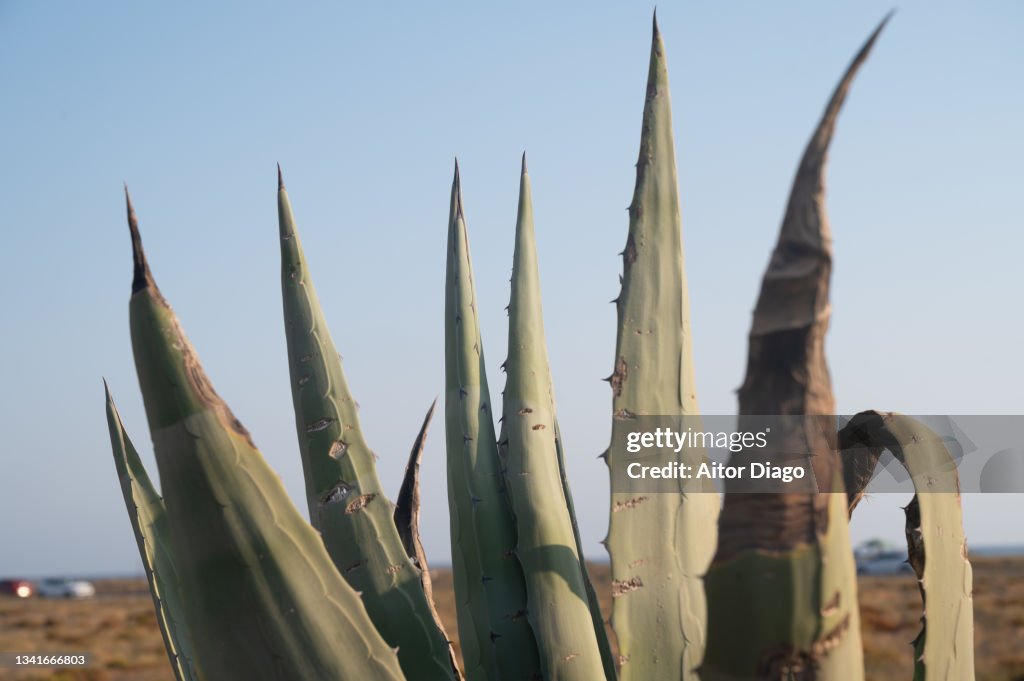 Close up of a pita (agave). In the background is the sea. AlmerÃa. Spain.