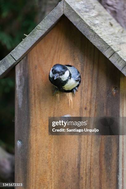 281 Bird Leaving Nest Photos and Premium High Res Pictures - Getty Images 281 Bird Leaving Nest Photos and Premium High Res Pictures - Getty Images
