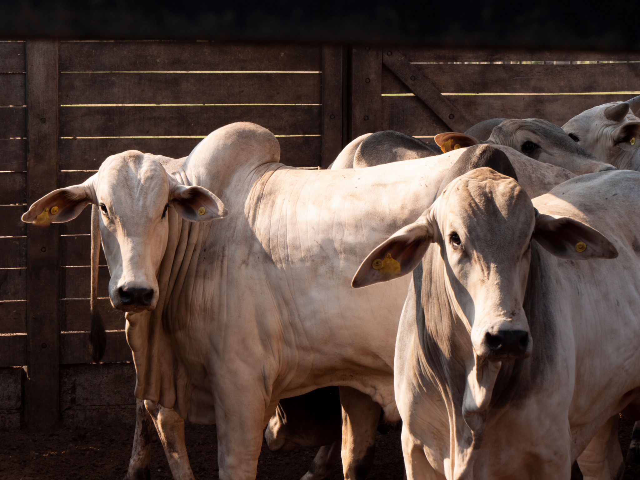 exotic cattle