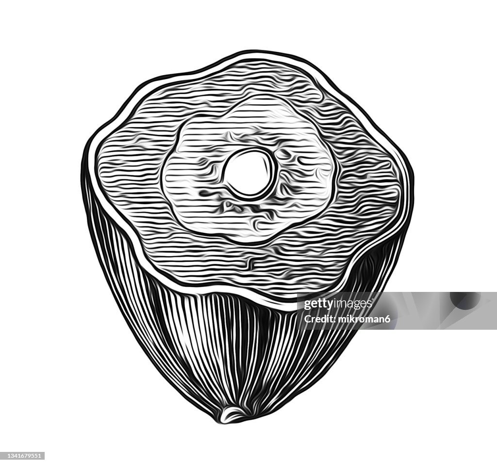 Old engraved illustration of black or chebulic myrobalan (Terminalia chebula)