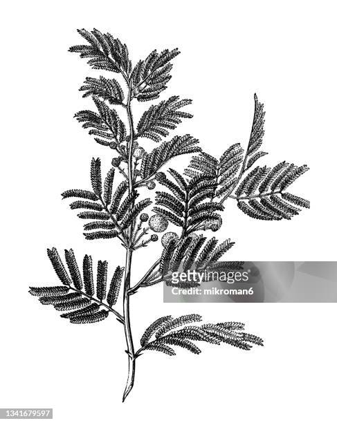 old engraved illustration of gum arabic tree, babul, thorn mimosa, egyptian acacia or thorny acacia (vachellia nilotica) - acacia tree stockfoto's en -beelden