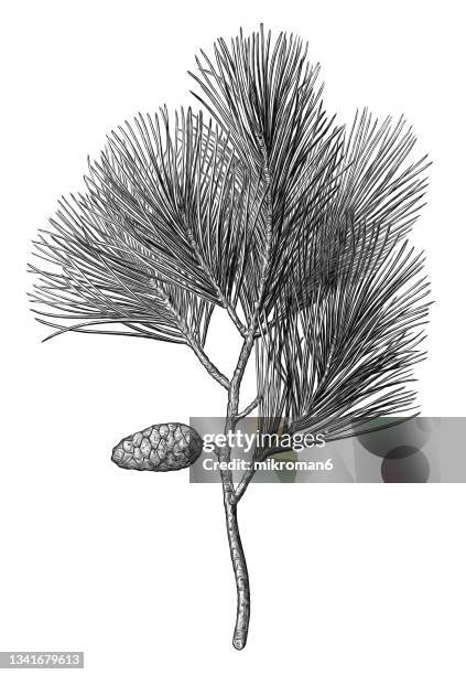 old engraved illustration of aleppo pine (pinus halepensis) - aleppo pine stock pictures, royalty-free photos & images