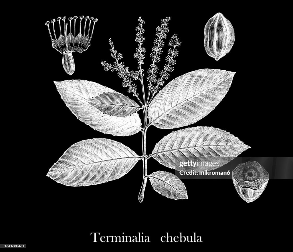 Old engraved illustration of black or chebulic myrobalan (Terminalia chebula)