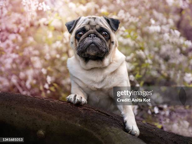 portrait of a pug on the background of spring flowers - möpse stock-fotos und bilder