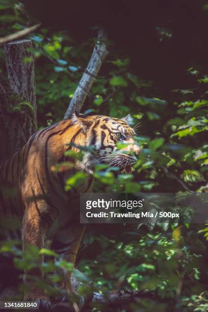 side view of tiger standing by plants in forest - mia woods stock pictures, royalty-free photos & images