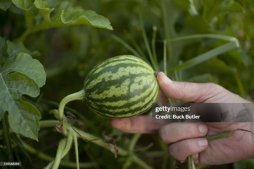 Baby watermelon