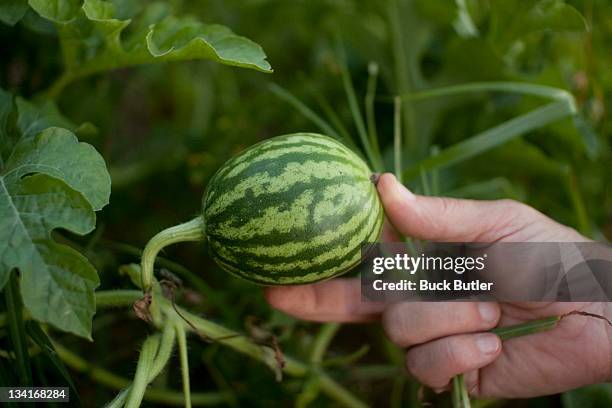 baby watermelon - sewanee stock pictures, royalty-free photos & images