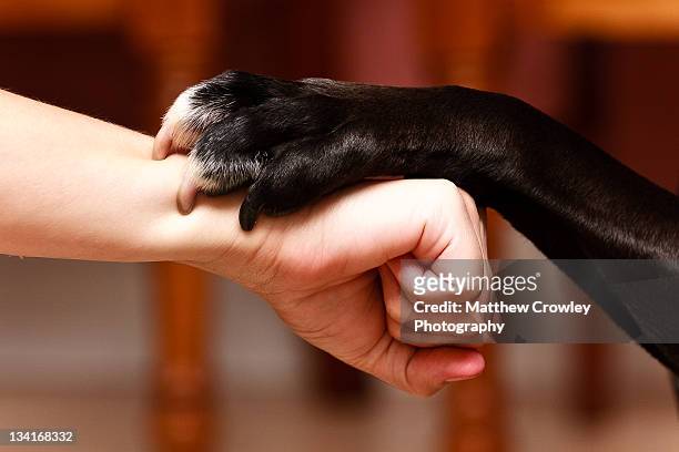 dog paw and human hand - tierischer fuß stock-fotos und bilder
