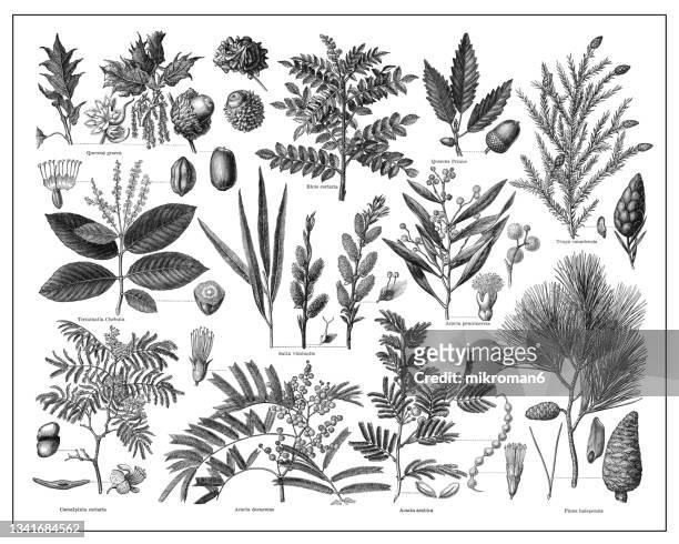 old engraved illustration of tannins or plants containing tannins - pecan tree bildbanksfoton och bilder