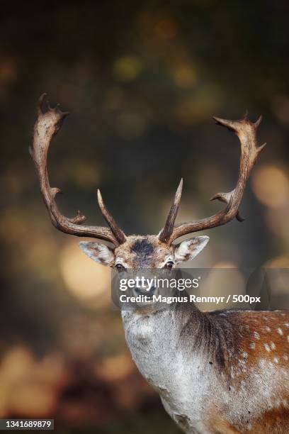 portrait of deer standing on field,ottenby lund naturreservat,sweden - däggdjur - fotografias e filmes do acervo