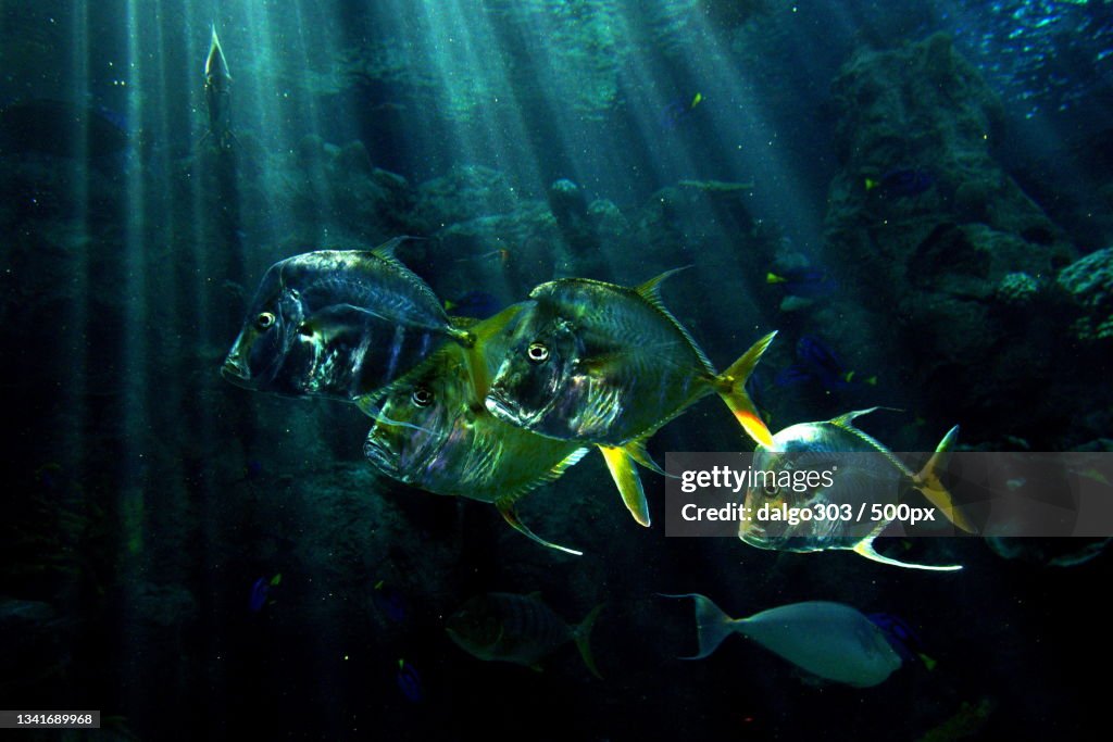 Close-up of fishes swimming in sea